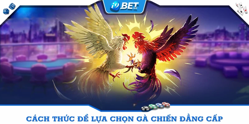 Cách thức để lựa chọn gà chiến đẳng cấp khi cược Đá gà I9BET